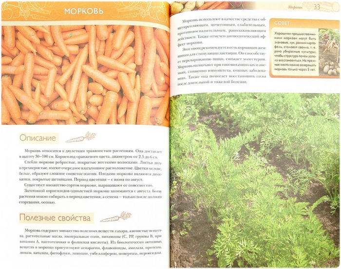 Книга: Картофель, морковь, свекла: Секреты сверхурожая - Городец О.