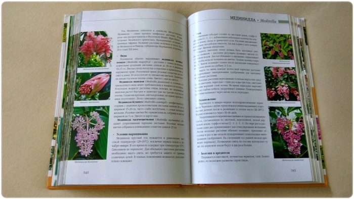Книга: Комнатные растения - Князева Д.