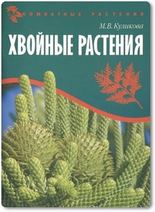 Хвойные растения - Куликова М. В.
