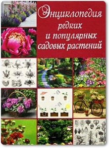 Энциклопедия редких и популярных садовых растений - Яковлева О. В.