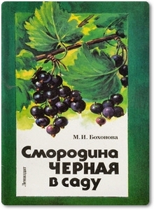 Смородина черная в саду - Бохонова М.
