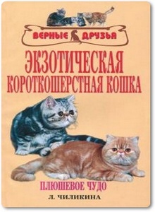 Экзотическая короткошерстная кошка - Чиликина Л. А.