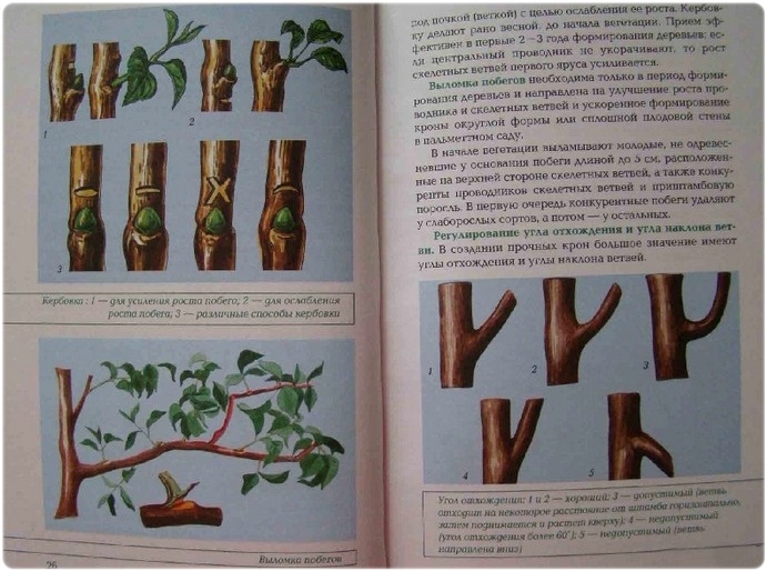 Обрезка и прививка растений - Чигрин Н. и др.