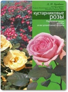 Кустарниковые розы - Бумбеева Л. И.