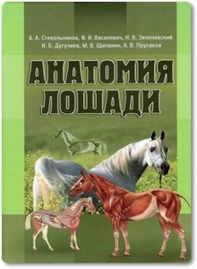 Анатомия лошади - Стекольников А. А.