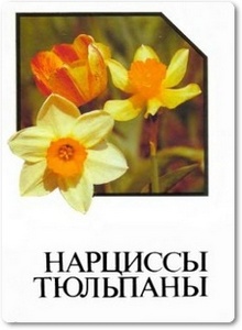 Нарциссы. Тюльпаны - Марков А. Г.
