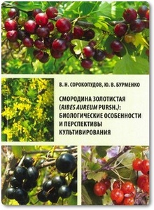 Смородина золотистая - Сорокопудов В. И.