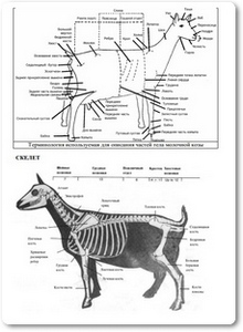 Иллюстрированный стандарт молочной козы - Нэнси Л. О.