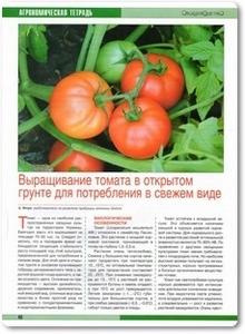 Выращивание томата в открытом грунте для потребления в свежем виде